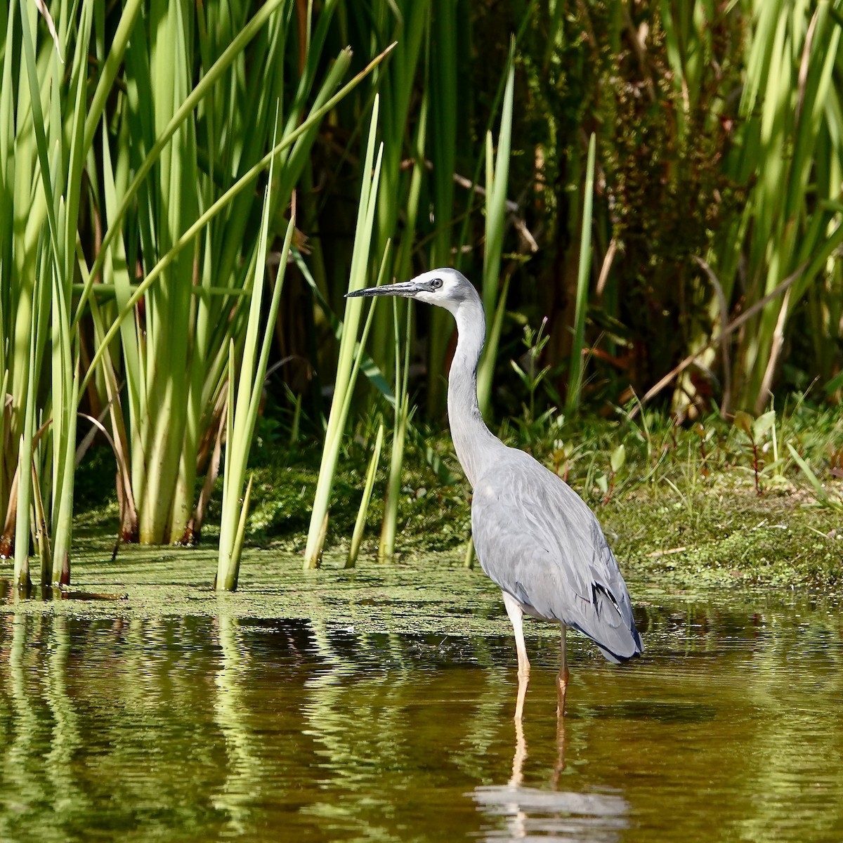 Aigrette à face blanche - ML649985561