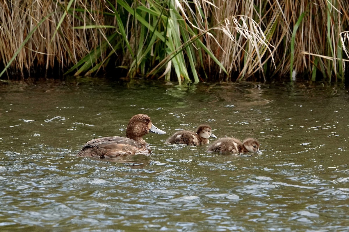 Fuligule de Nouvelle-Zélande - ML649985590