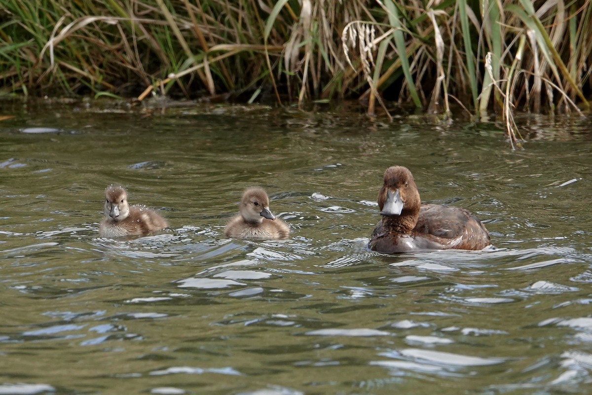 Fuligule de Nouvelle-Zélande - ML649985606