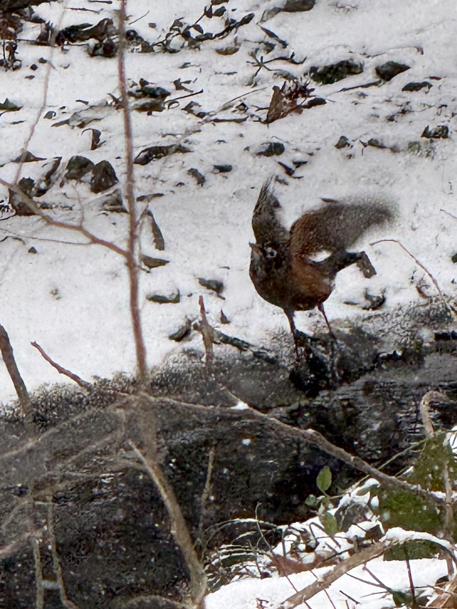 קיכלי נודד - ML649985820