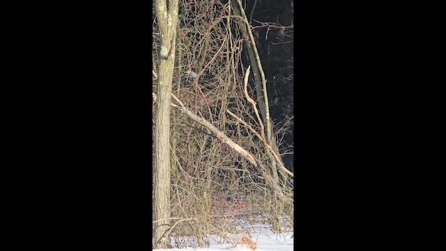 Red-bellied Woodpecker - ML649986338