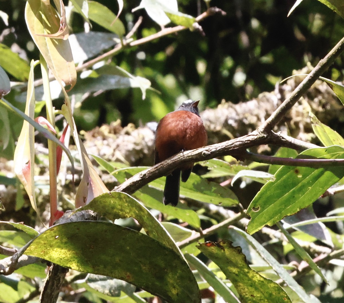 Chestnut-bellied Chat-Tyrant - ML649986459