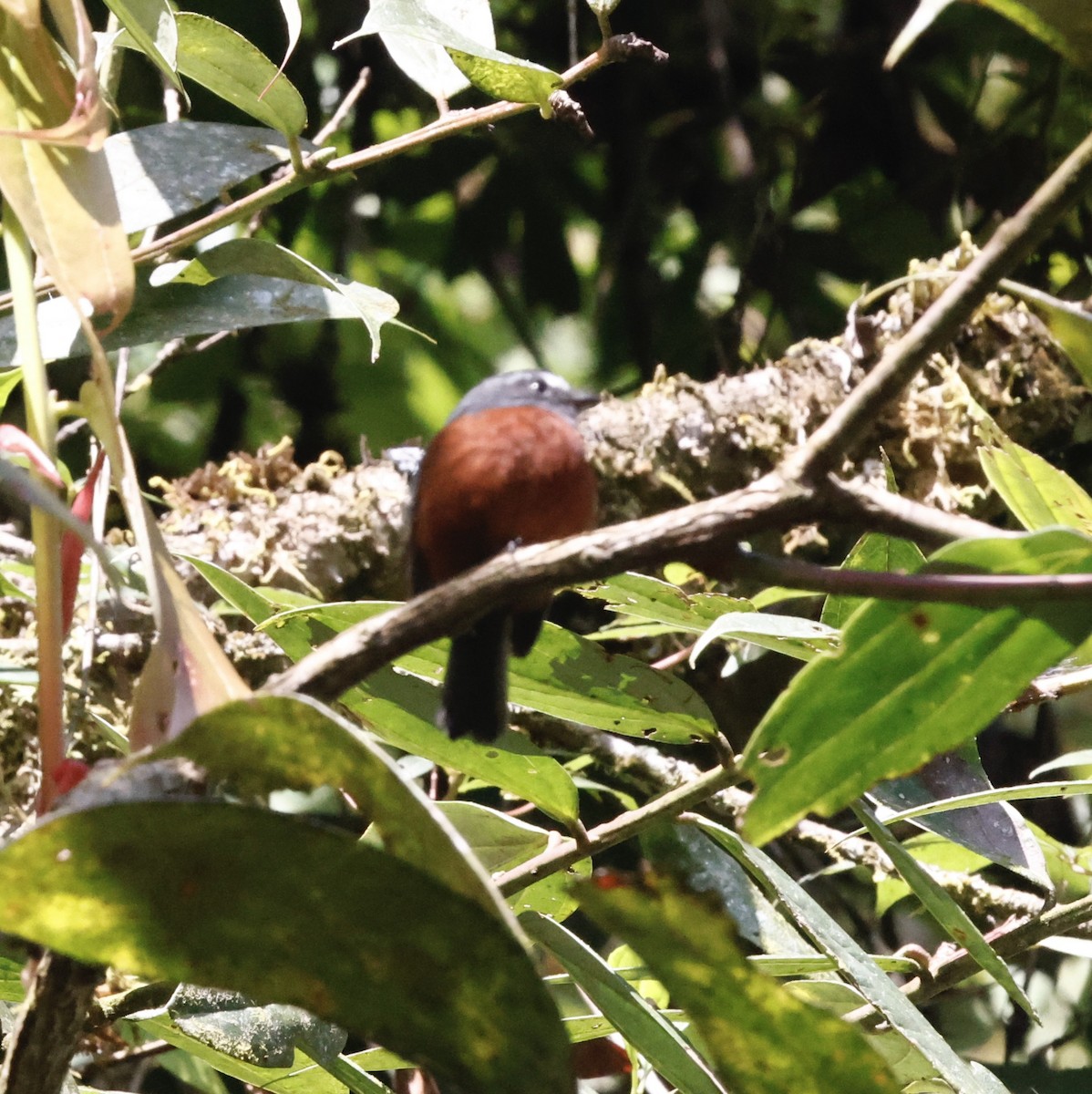 Chestnut-bellied Chat-Tyrant - ML649986460