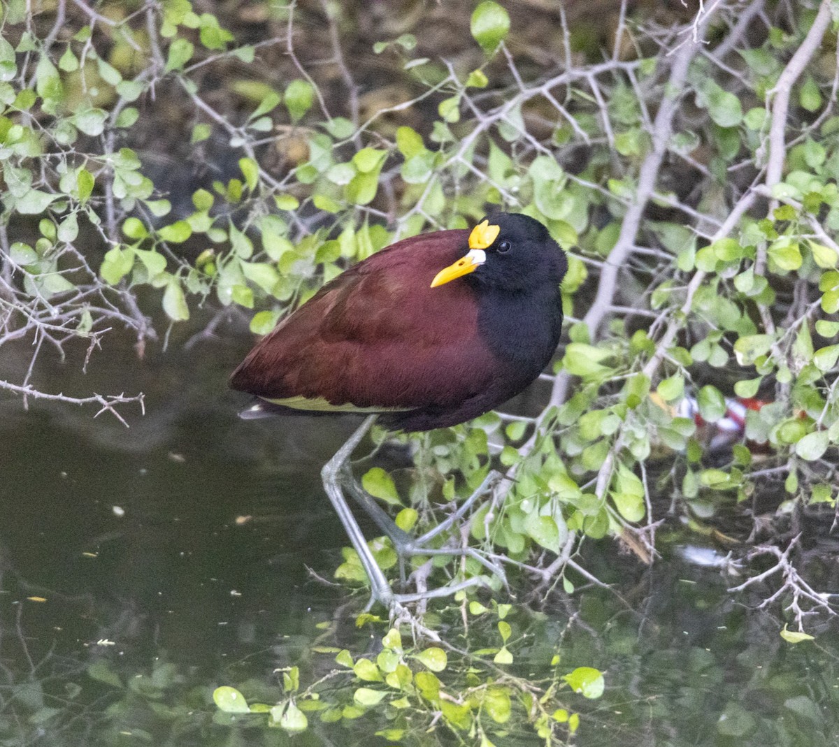 Northern Jacana - ML649986770