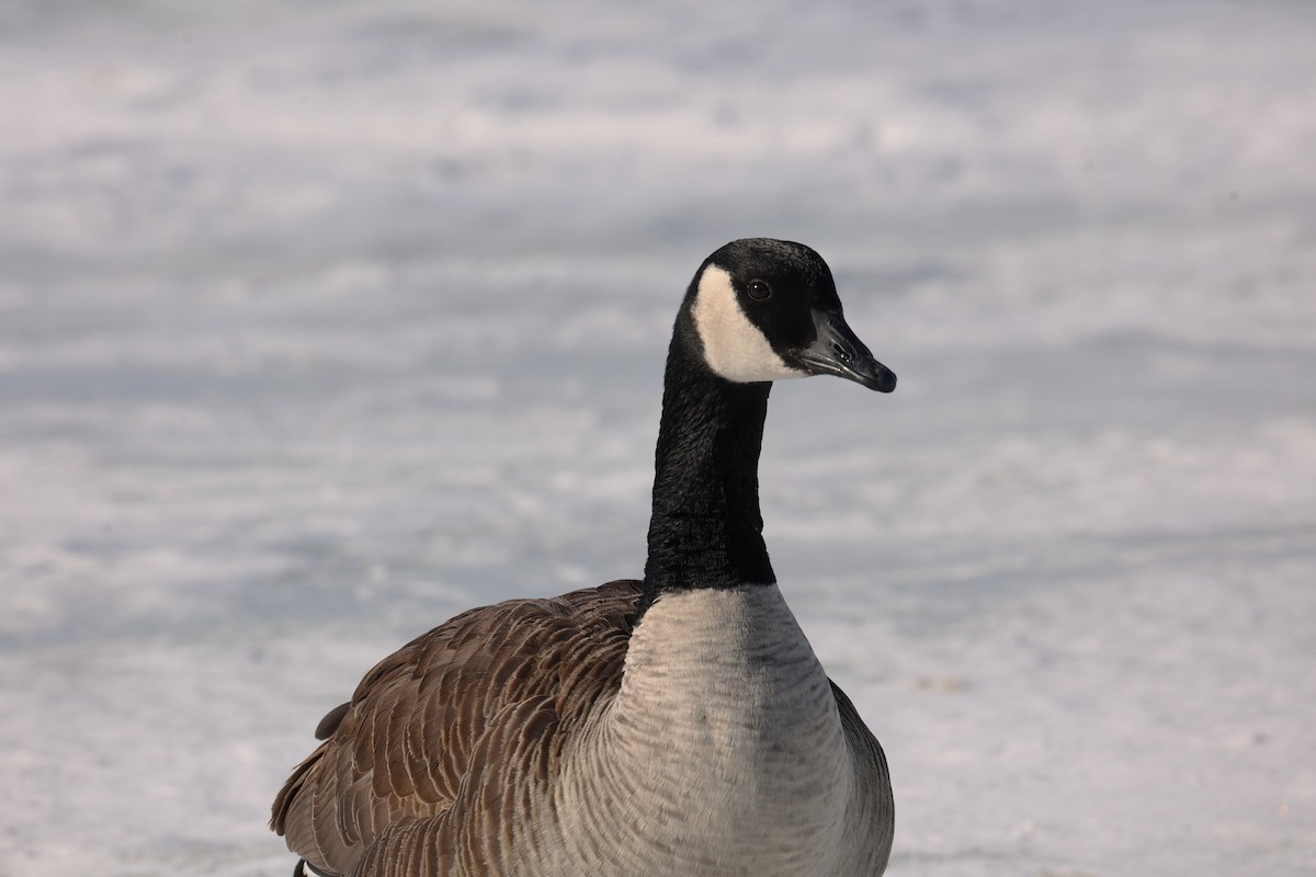 eBird Checklist - 31 Jan 2026 - Donald W. Barnes Boat Launch - 17 species