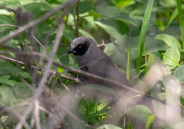 Black-faced Waxbill - ML649987516