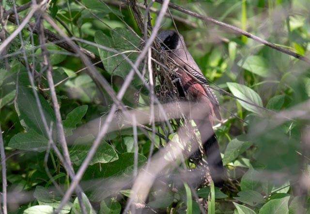 Black-faced Waxbill - ML649987517