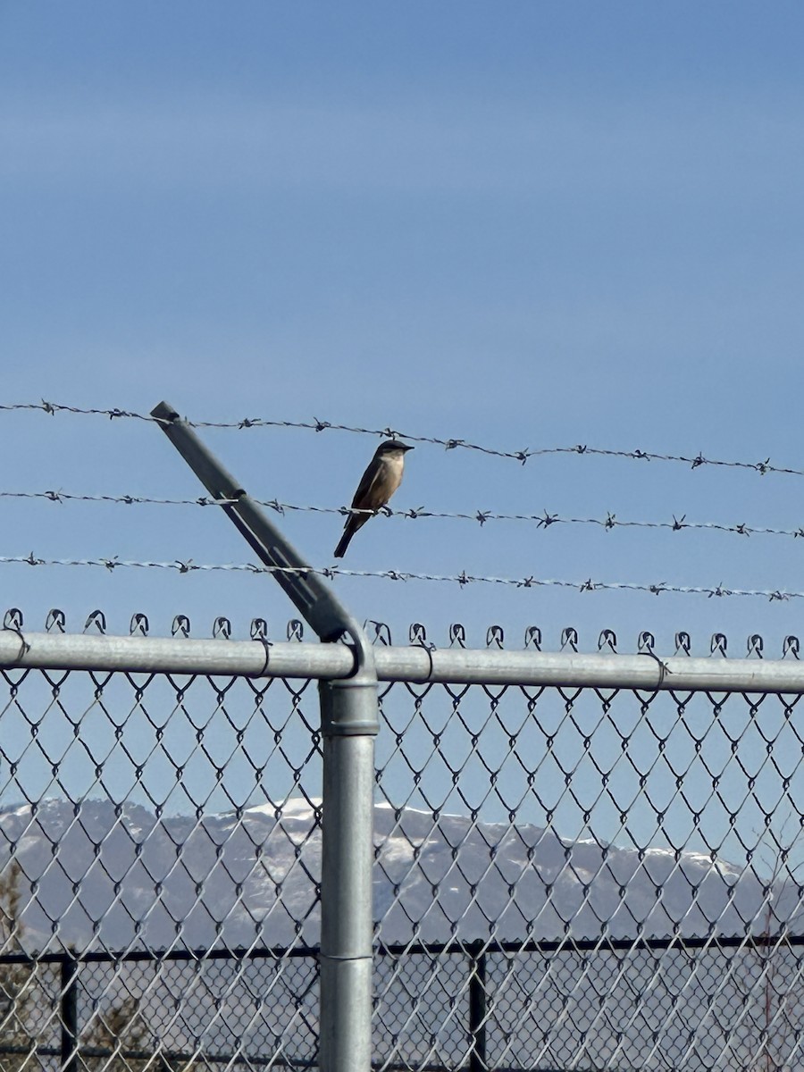 Say's Phoebe - ML649988028