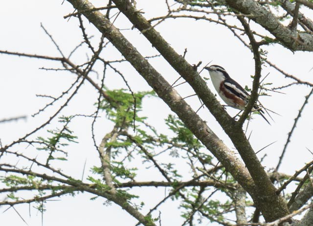 Brubru - ML649988148