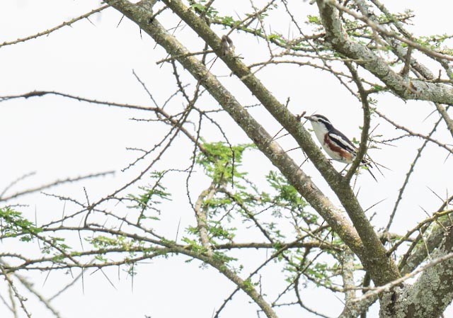 Brubru - ML649988149