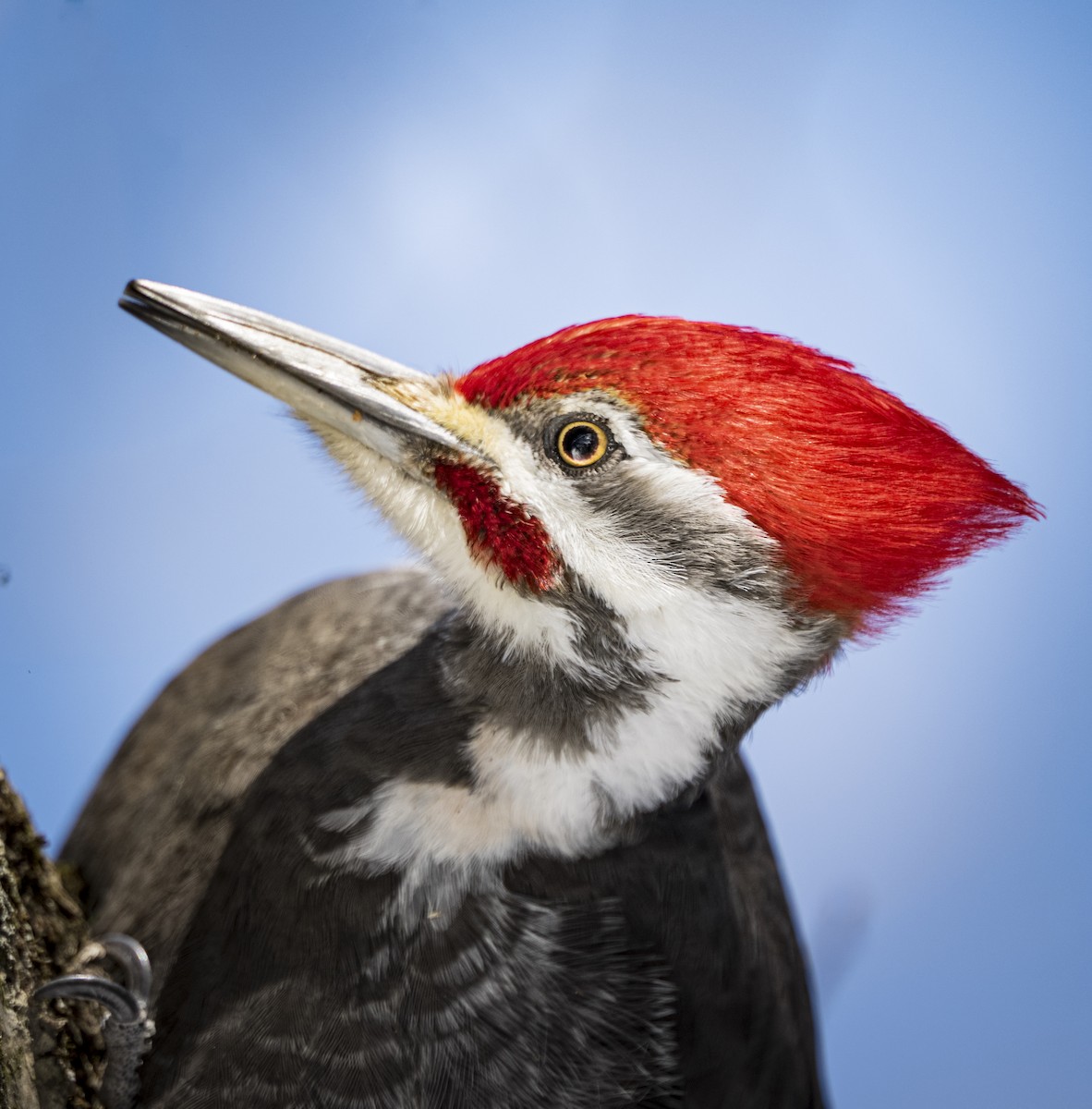 Picamaderos Norteamericano - ML649988209