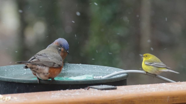 Kiefernwaldsänger - ML649988736