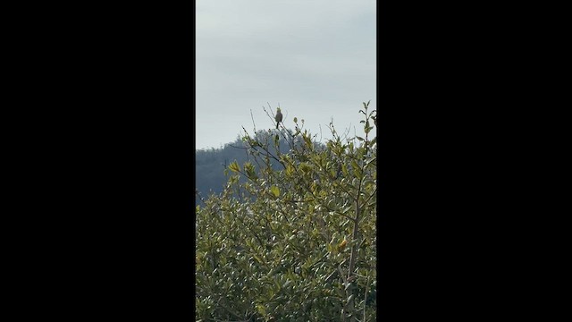 White-crowned Sparrow (nuttalli) - ML649989347