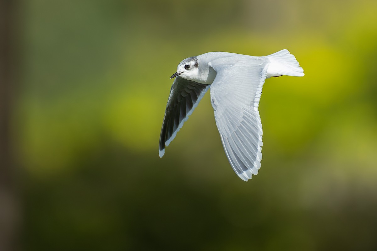 Little Gull - ML649989461