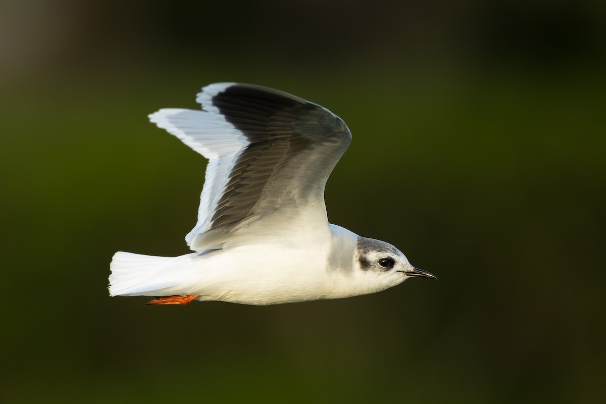 Little Gull - ML649989470