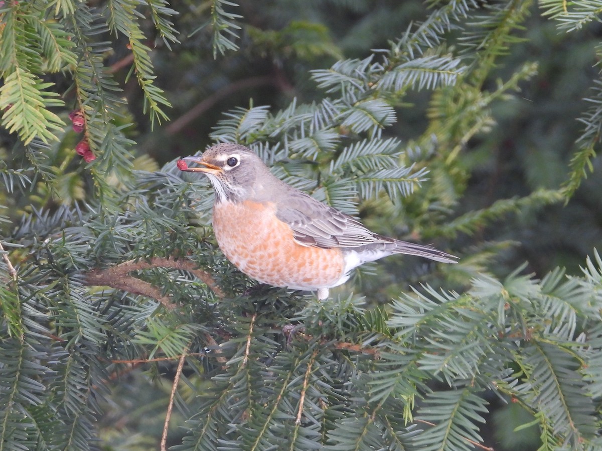 American Robin - ML649990156