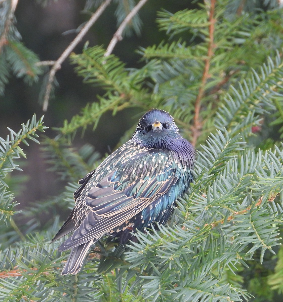 Storno - ML649990205