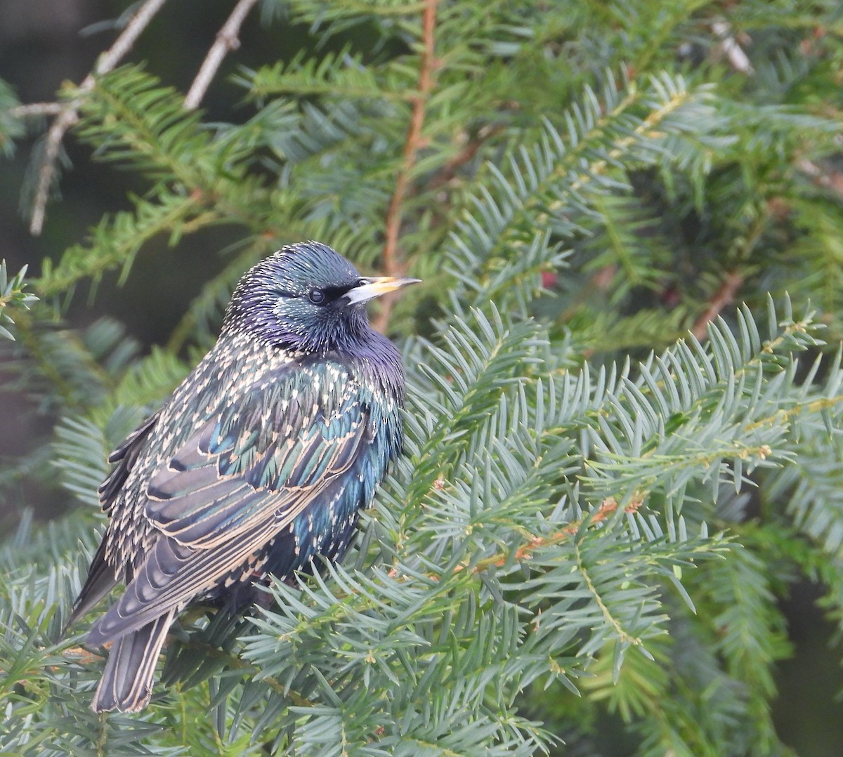 Storno - ML649990206