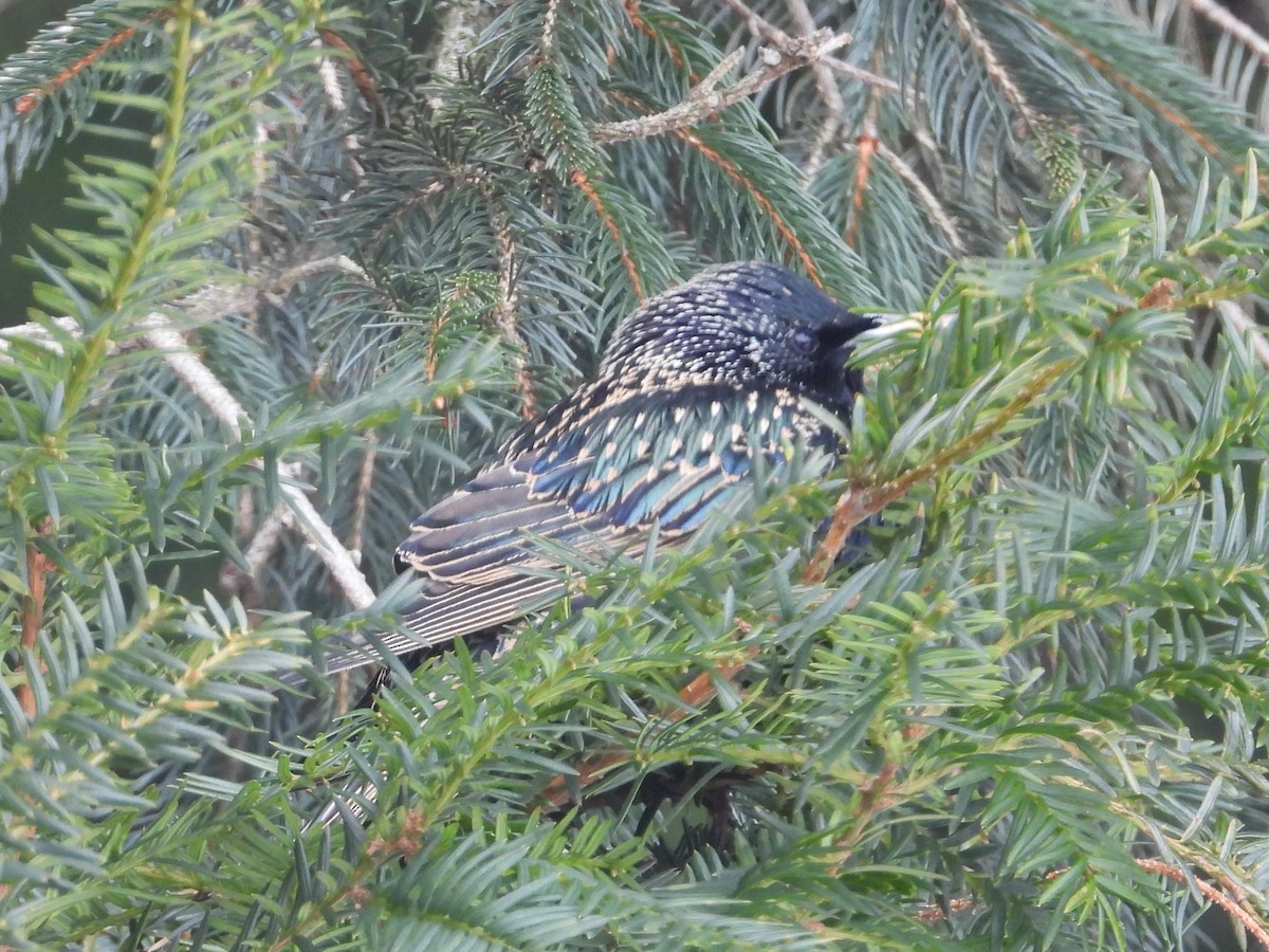 Storno - ML649990207