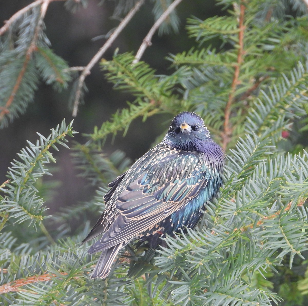 Storno - ML649990209