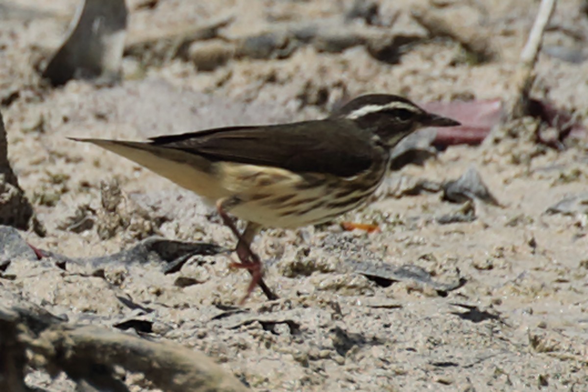 Louisiana Waterthrush - ML64999021
