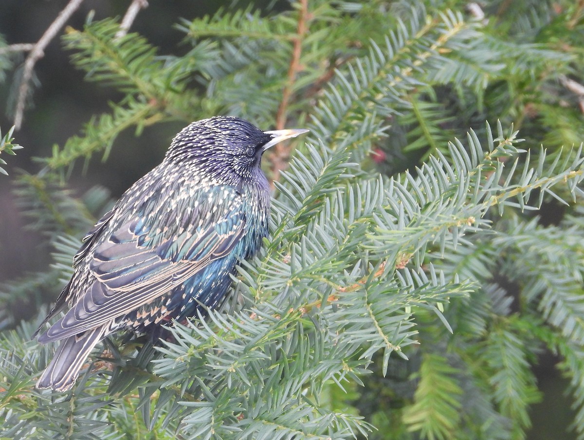 Storno - ML649990210