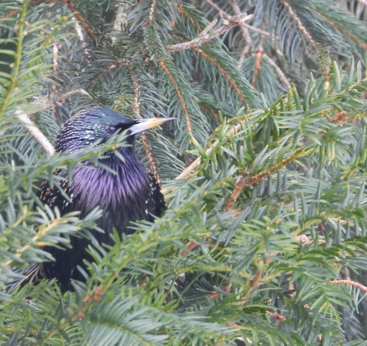 Storno - ML649990212