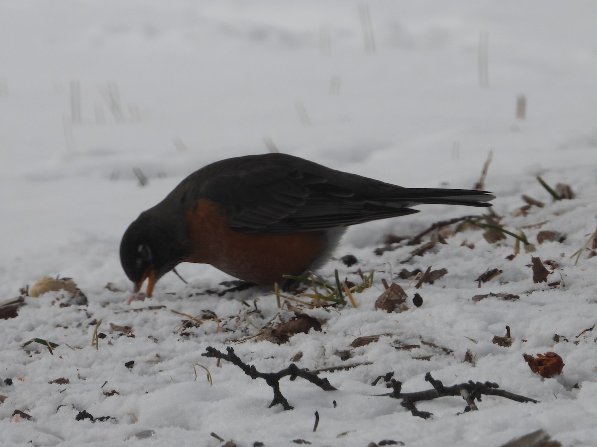 American Robin - ML649990346