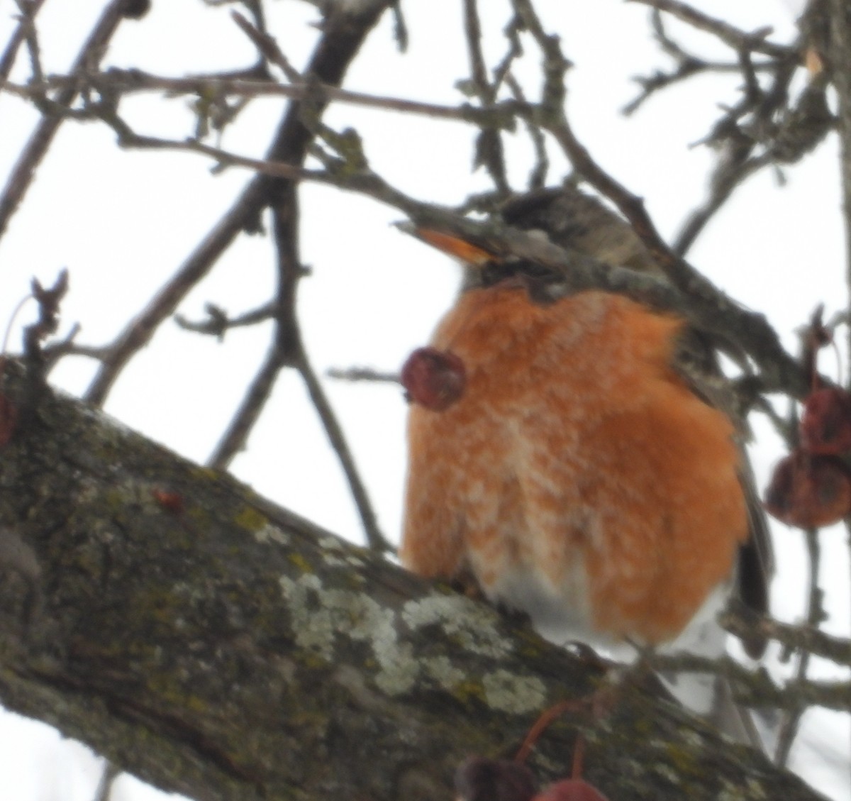 American Robin - ML649990347