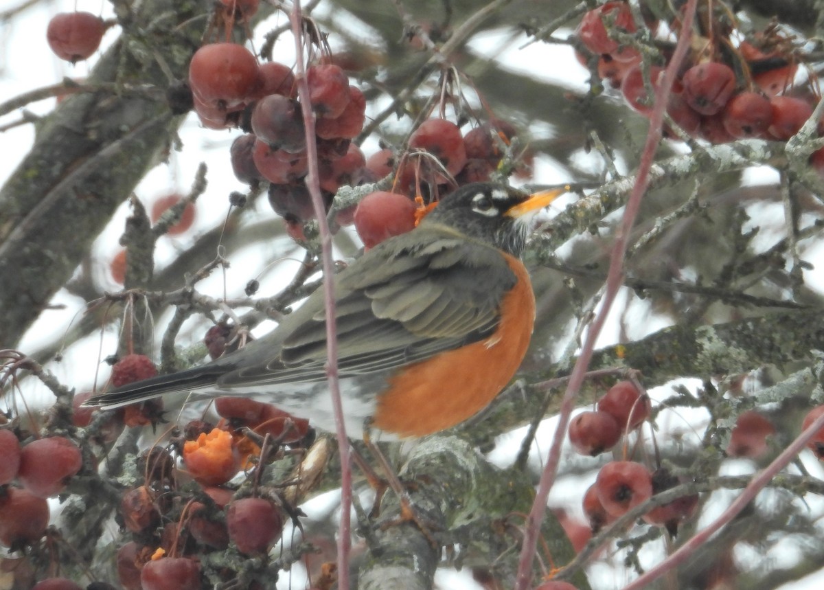 American Robin - ML649990348