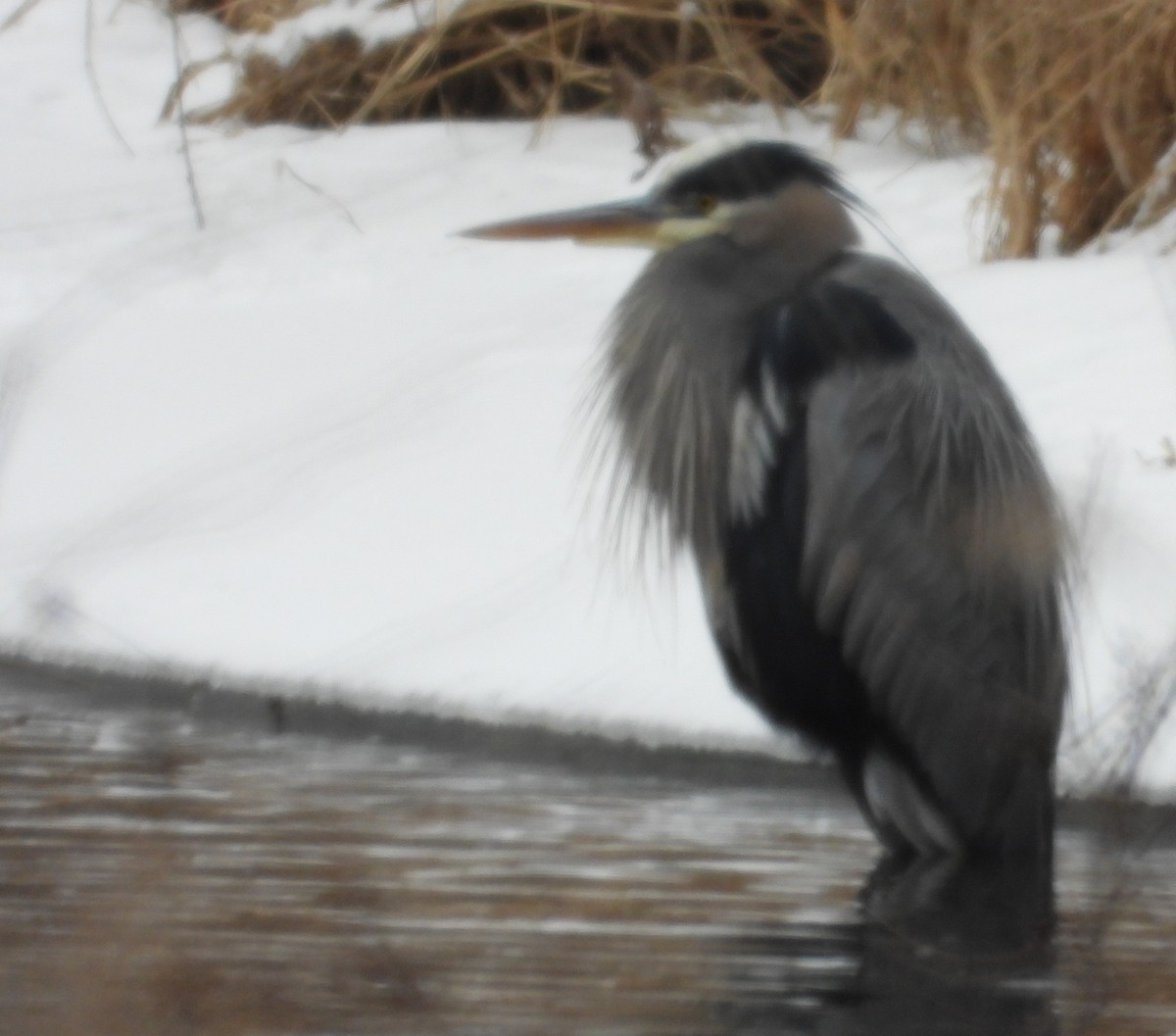 Great Blue Heron - ML649990378