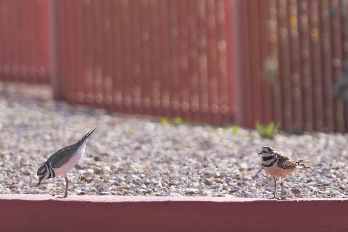 Killdeer - ML649991017