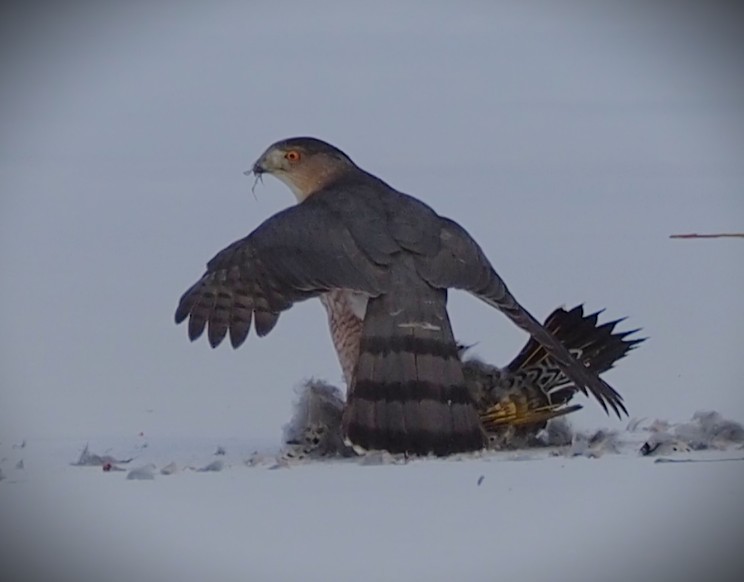 Cooper's Hawk - ML649991125