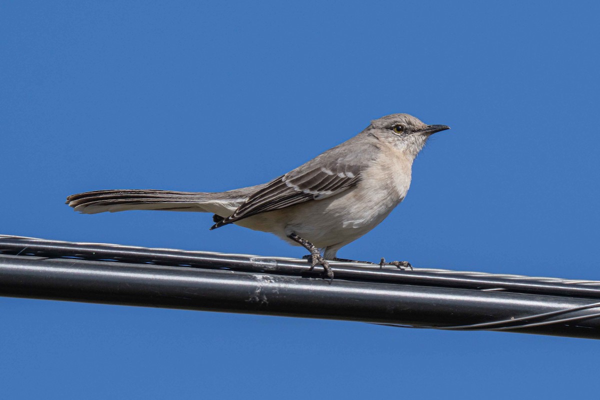 Northern Mockingbird - ML649991304