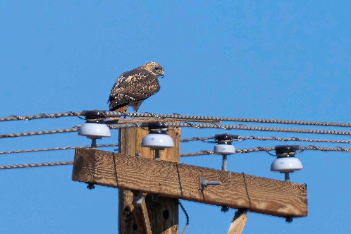 Red-tailed Hawk - ML649991919