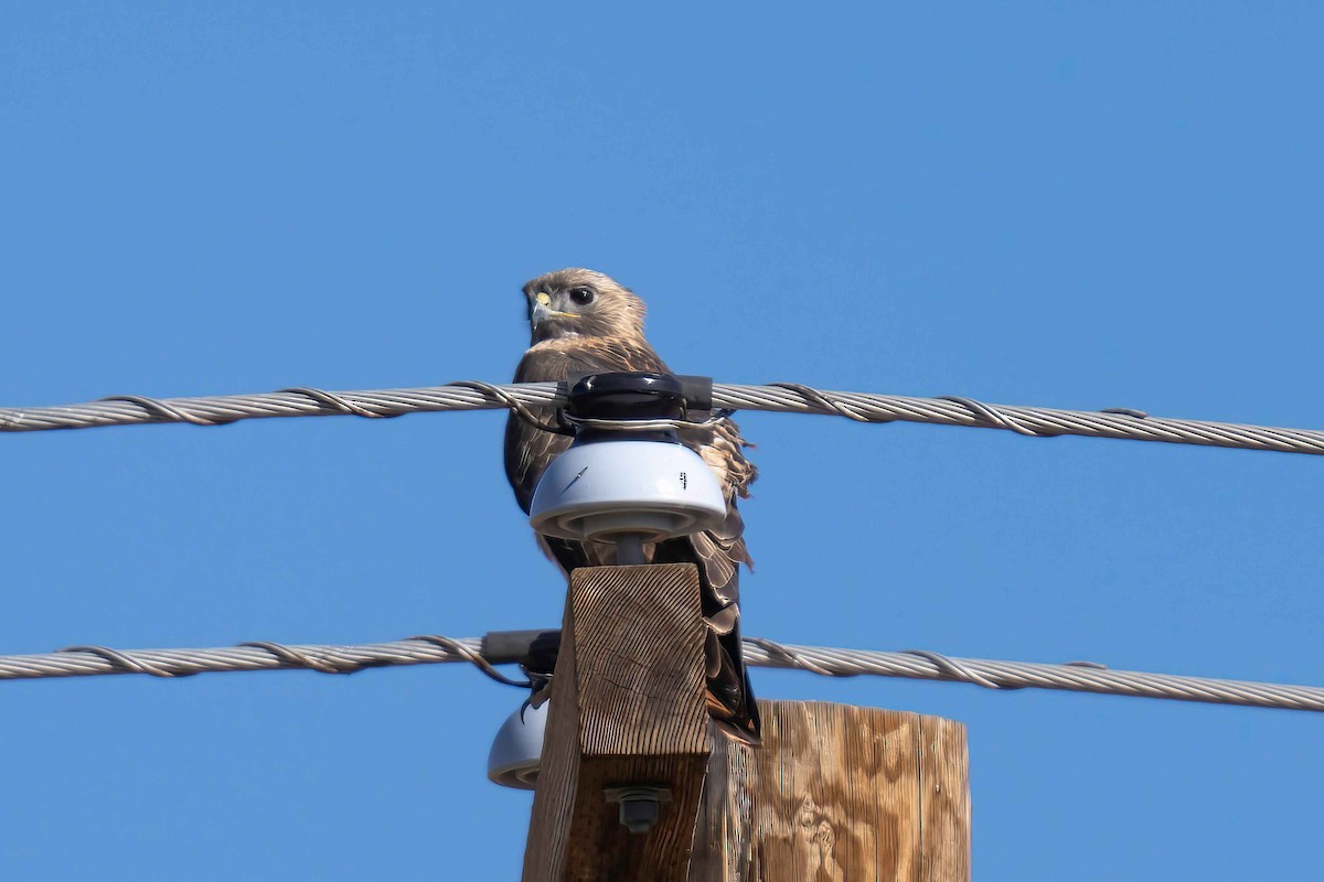 Red-tailed Hawk - ML649992444
