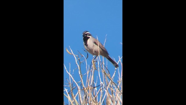 Black-throated Sparrow - ML649992627