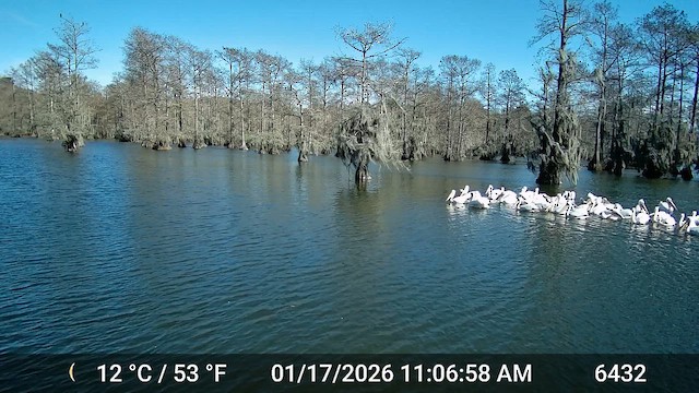 American White Pelican - ML649993464