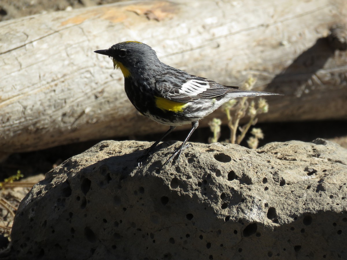 Yellow-rumped Warbler (Audubon's) - ML64999351