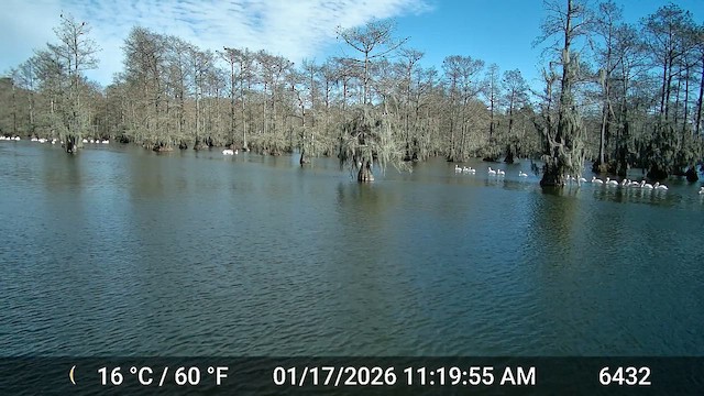 American White Pelican - ML649993617