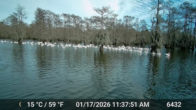 American White Pelican - ML649993718