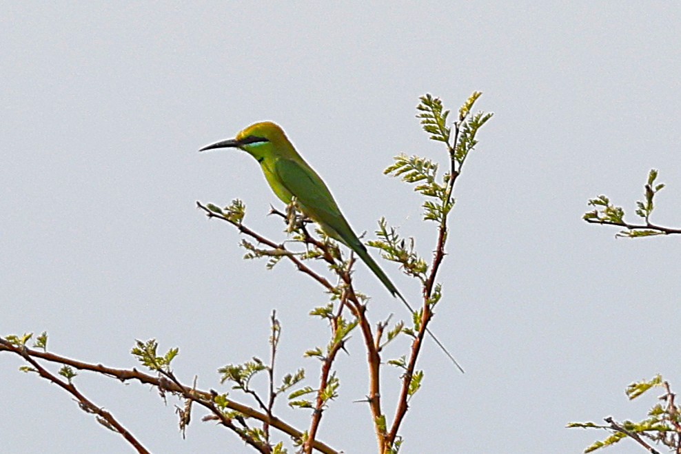 African Green Bee-eater - ML649993722