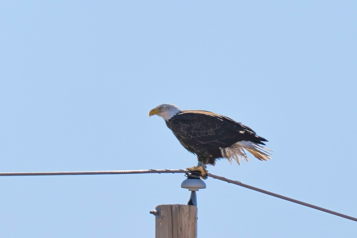 Bald Eagle - ML649993833