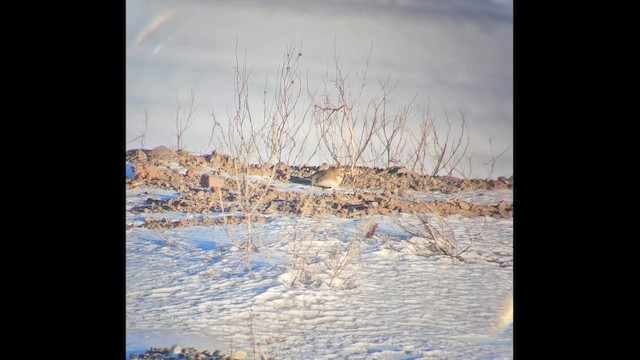 skřivan ouškatý - ML649993840