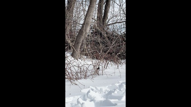 Eastern Towhee - ML649994141