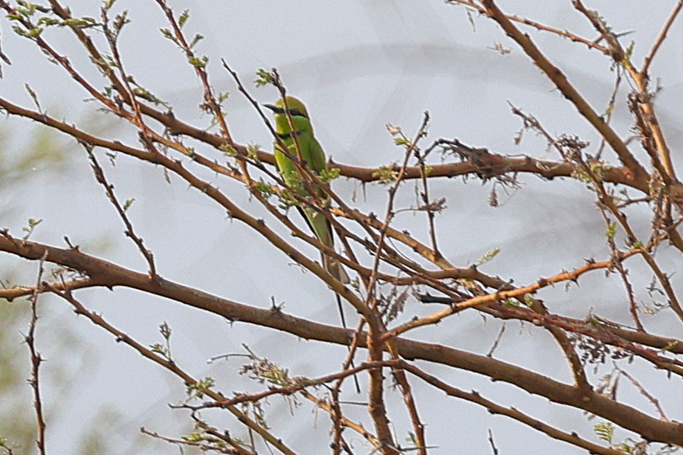 African Green Bee-eater - ML649994229