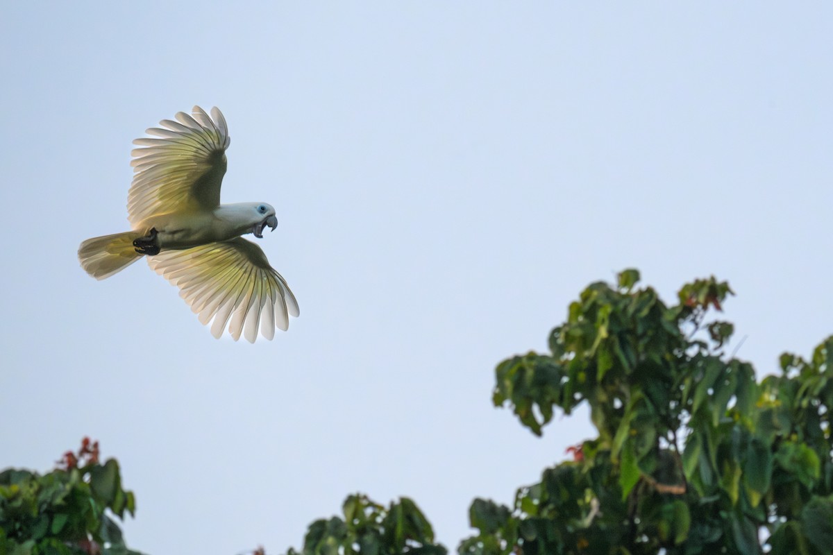 Blue-eyed Cockatoo - ML649994561