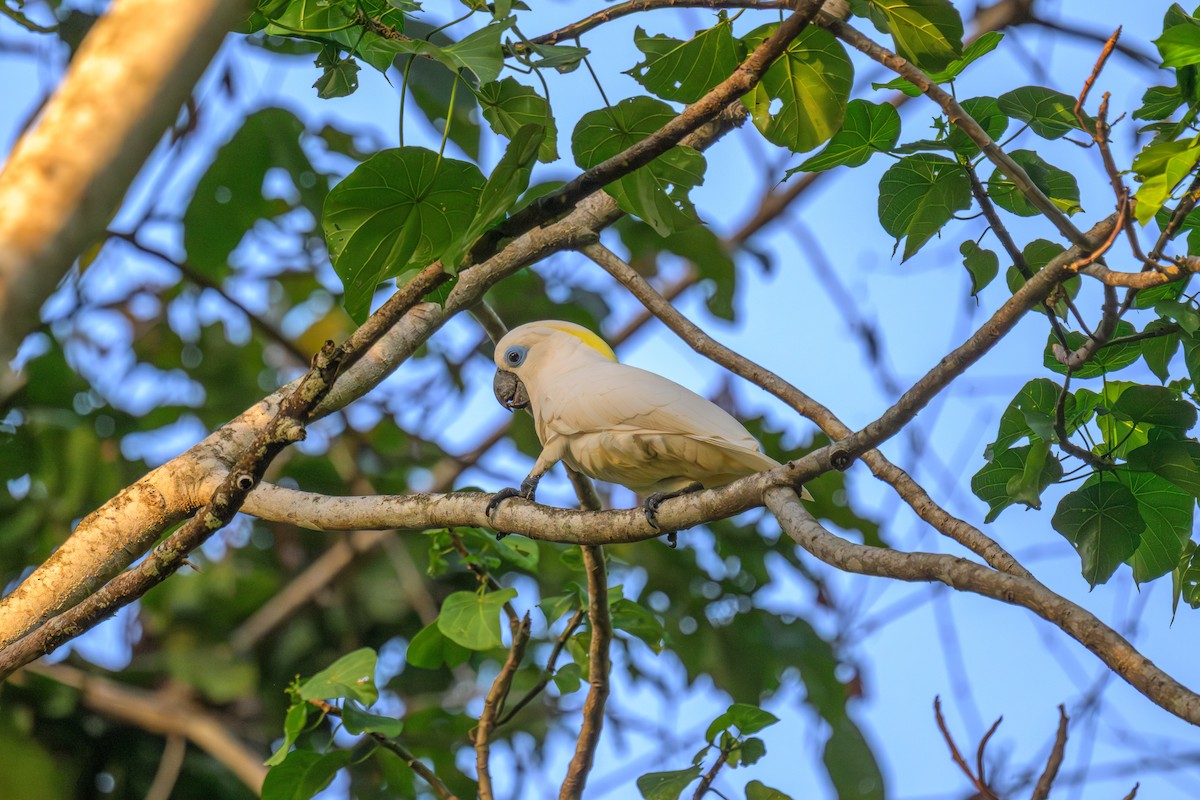 Blue-eyed Cockatoo - ML649994681