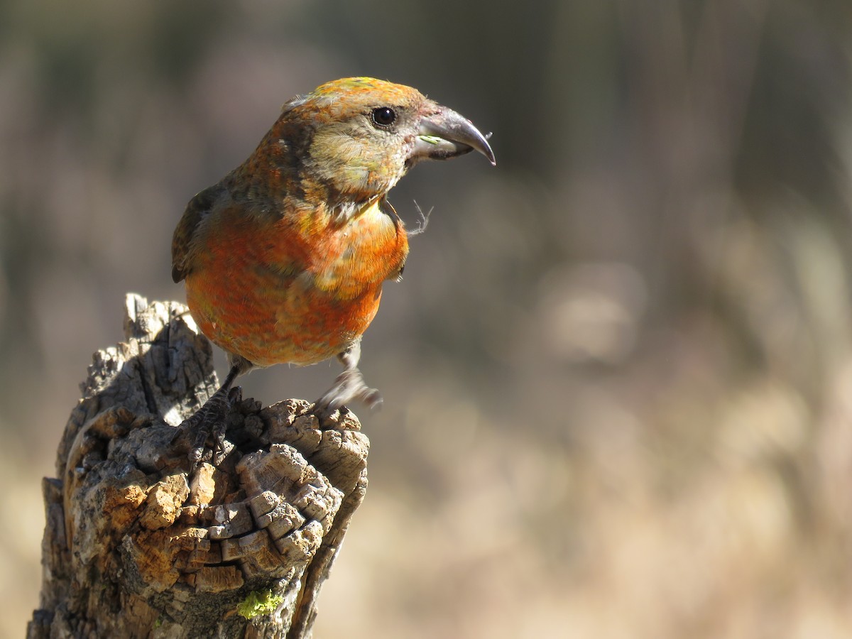 Red Crossbill - Kai Frueh