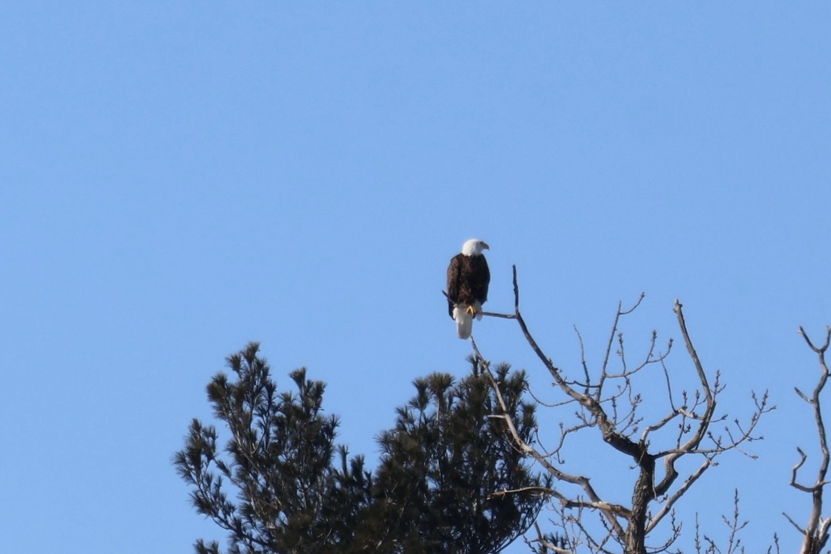 eBird Checklist - 31 Jan 2026 - Donald W. Barnes Boat Launch - 7 species